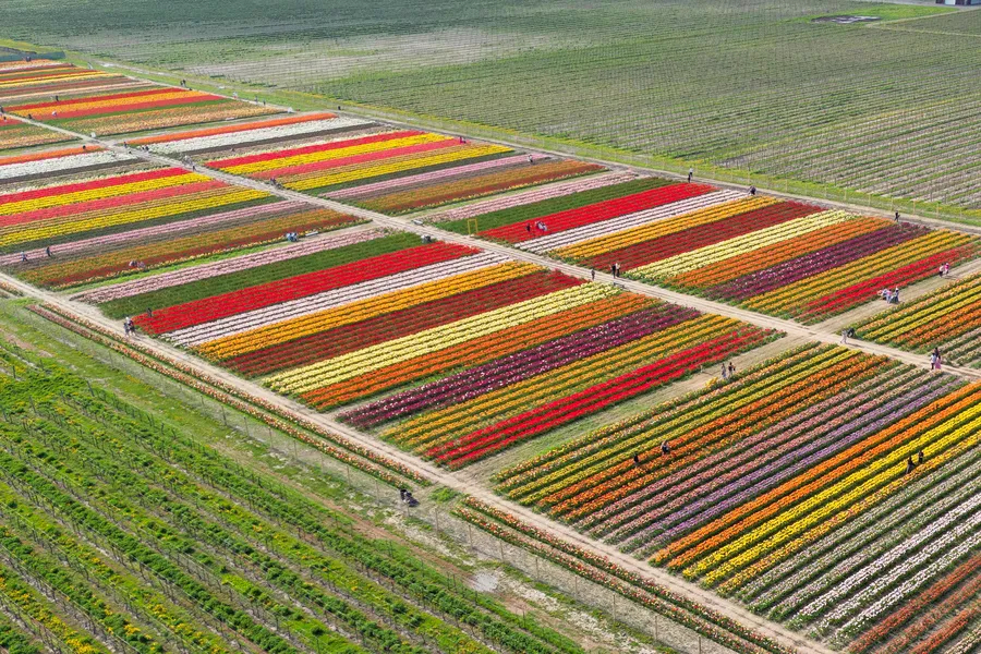 Plantaža tulipana u Kanadi ostavlja bez daha
