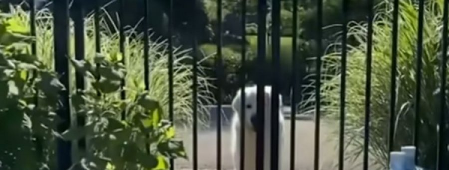 Zlatni retriver već devet godina svaki dan posjećuje svoje komšije