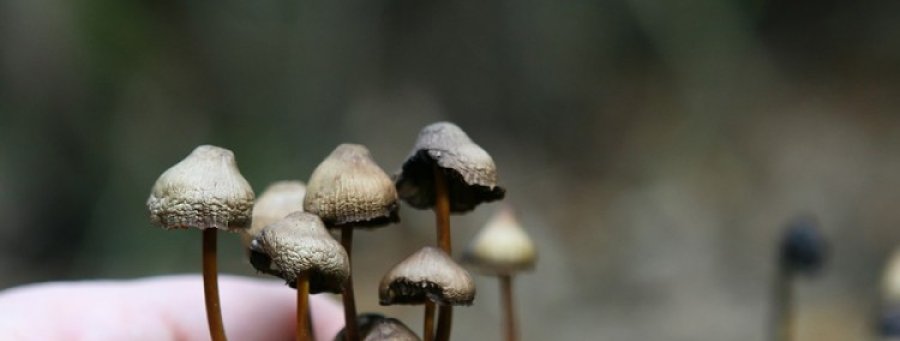 Halucinogene pečurke liječe anksioznost