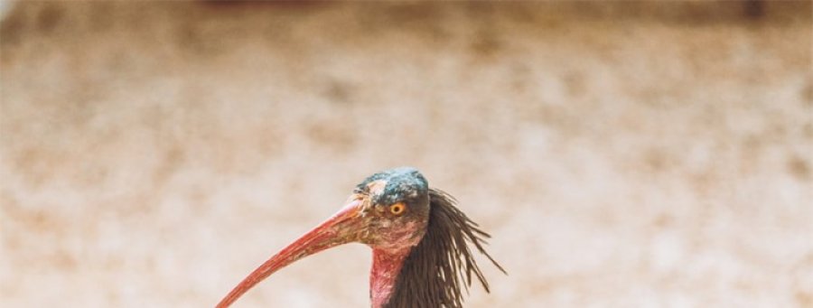 Izuzetno rijetka ptica, ćelavi ibis, vratila se u BiH poslije četiri vijeka