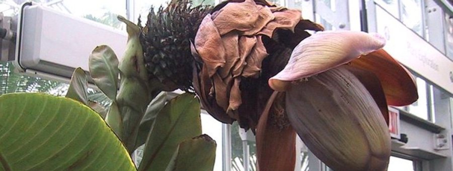 Superhrana i spasilac života: Lažna banana nova nada u borbi protiv gladi