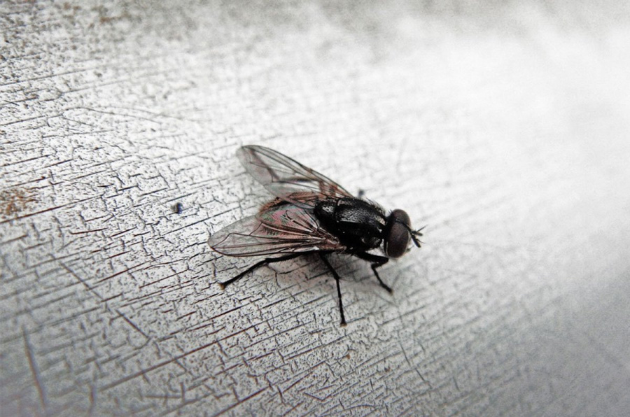 Opasnija od komaraca i krpelja: Muva može prenijeti mnogo ozbiljnih bolesti