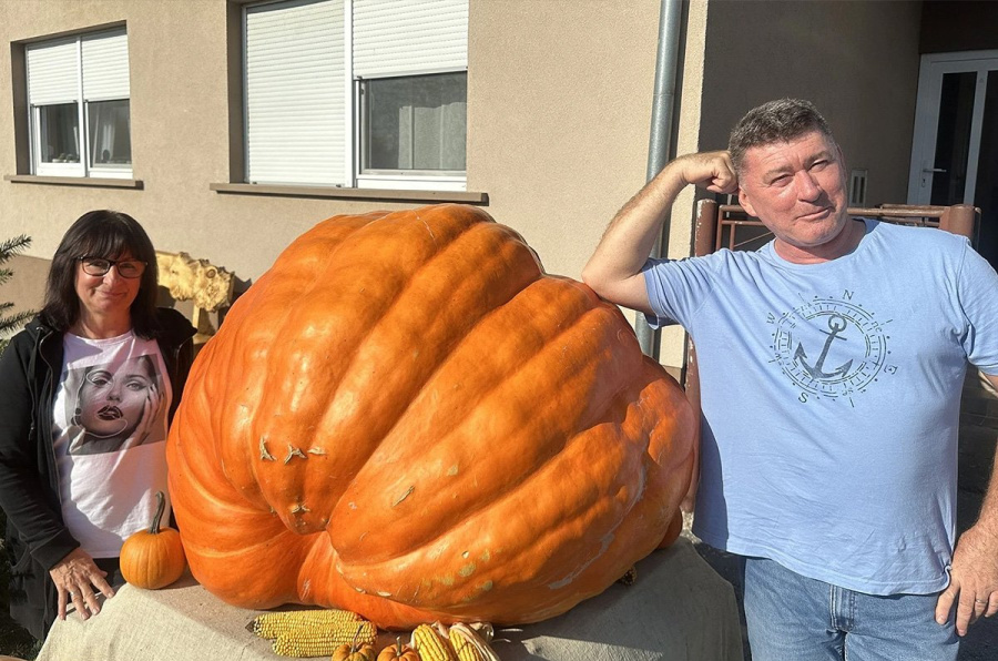 Uzgojio bundevu od 326 kilograma, pomjerali je bagerom
