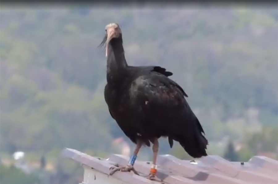 Uginuo je ćelavi ibis Jonas