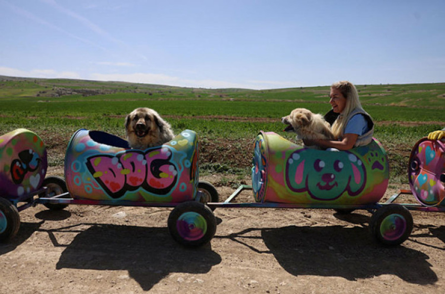 Ljubiteljka životinja napravila voz od plastičnih buradi za vožnju pasa