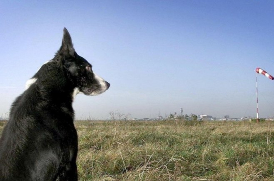 Francuski pas izgubljen u Grčkoj pronađen u Loznici