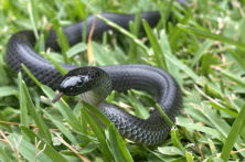 Kako prepoznati otrovnu zmiju?