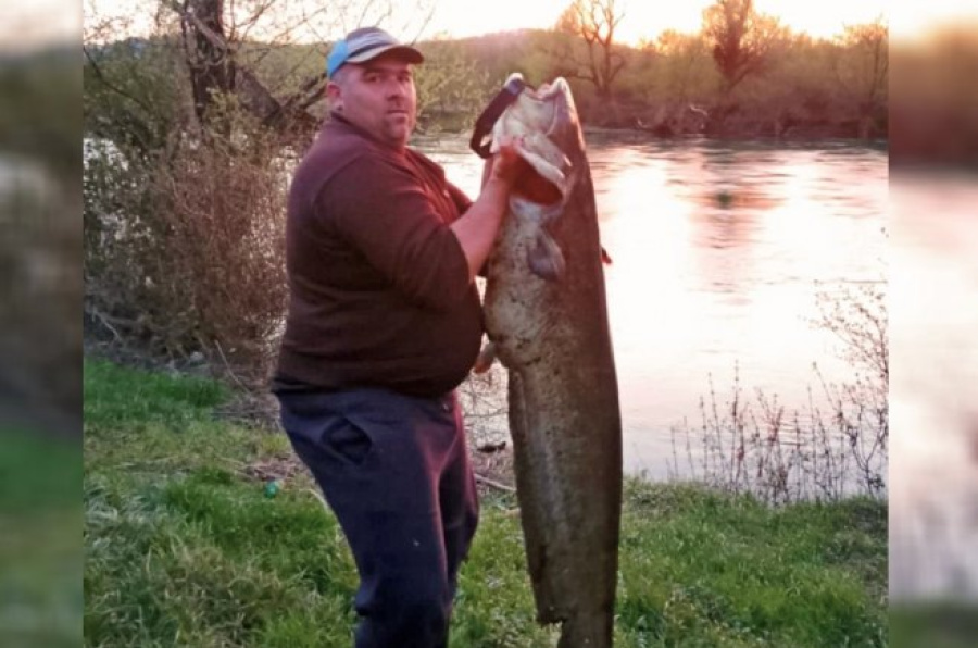 Kapitalni ulov u rijeci Uni - som od 35,8 kilograma