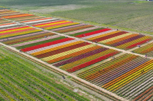 Plantaža tulipana u Kanadi ostavlja bez daha