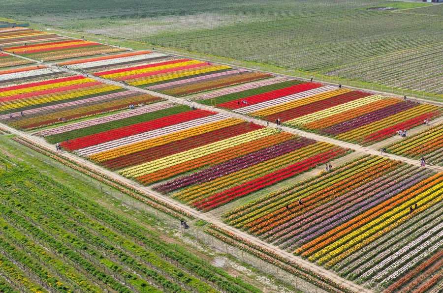 Plantaža tulipana u Kanadi ostavlja bez daha