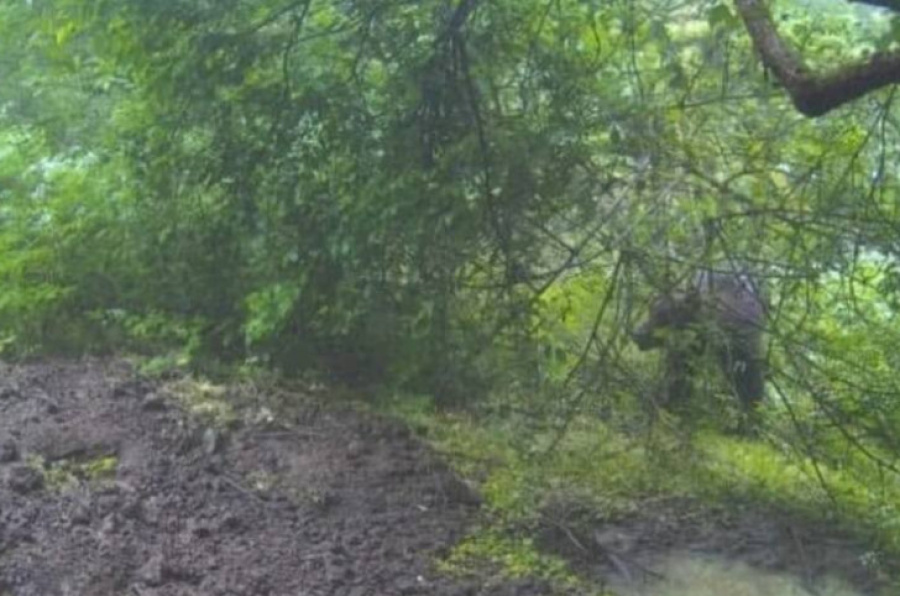 Medvjed prošetao Banj brdom u jutarnjim časovima