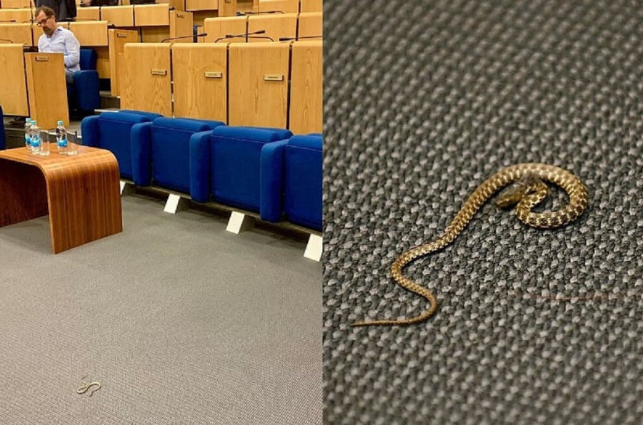 Zmija na podu sale Parlamenta FBiH